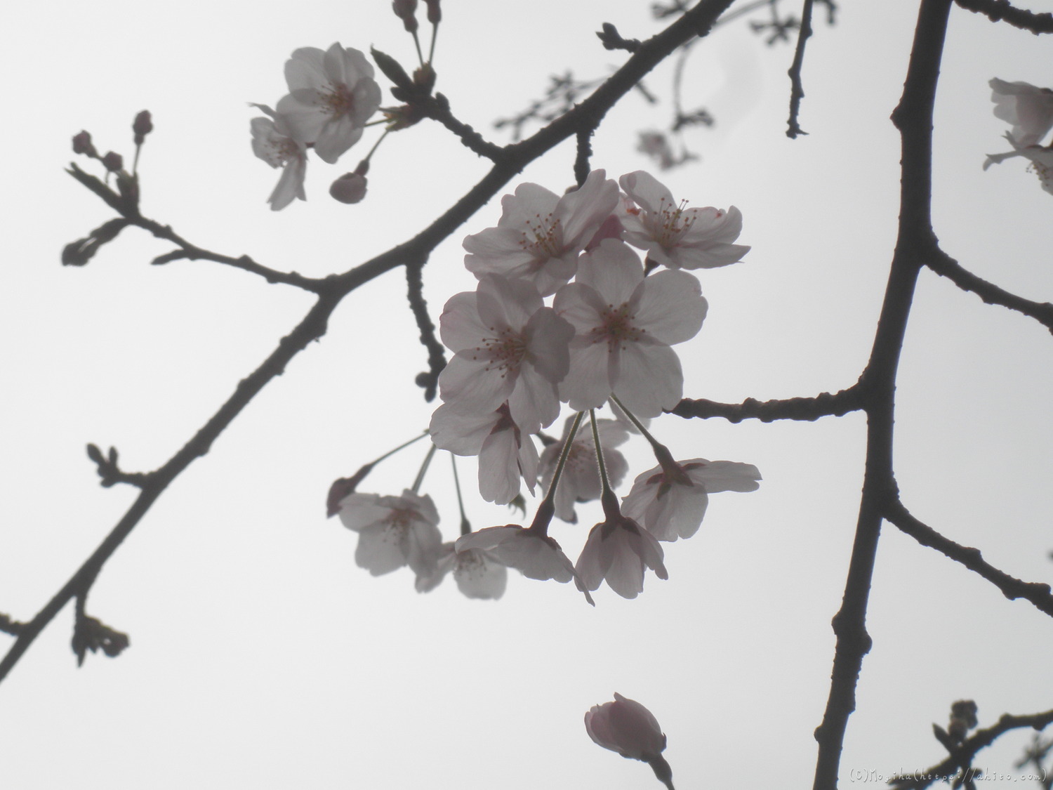 桜の開花 - 29