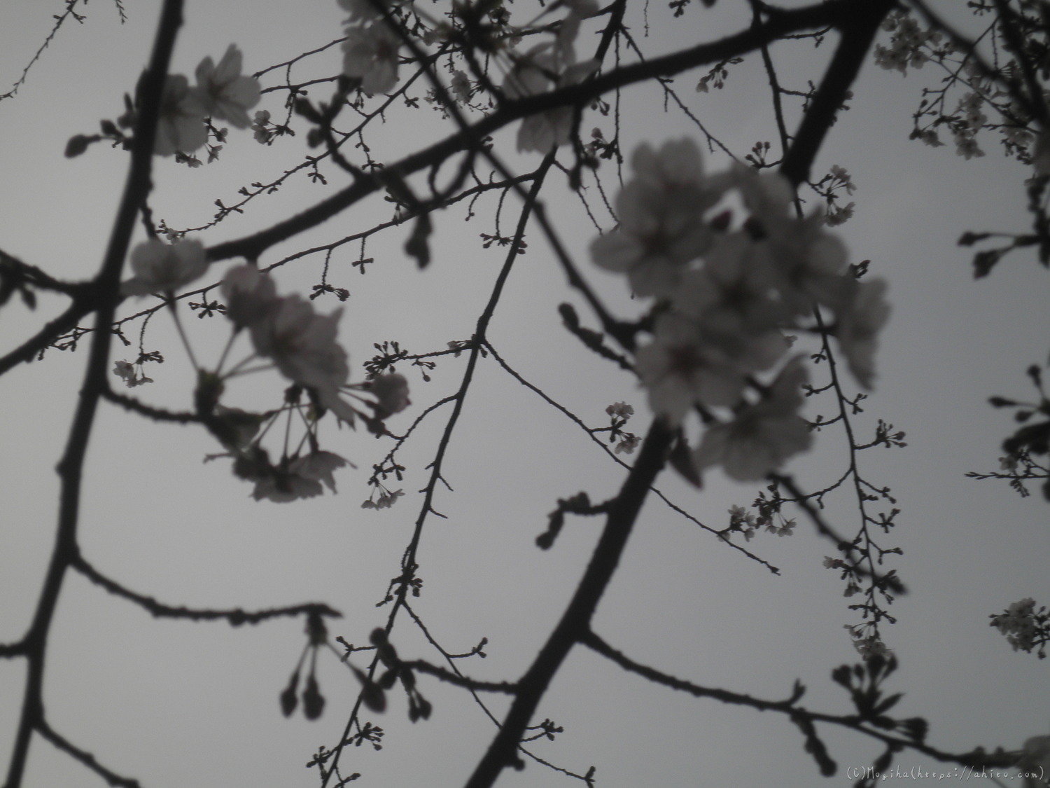 桜の開花 - 30
