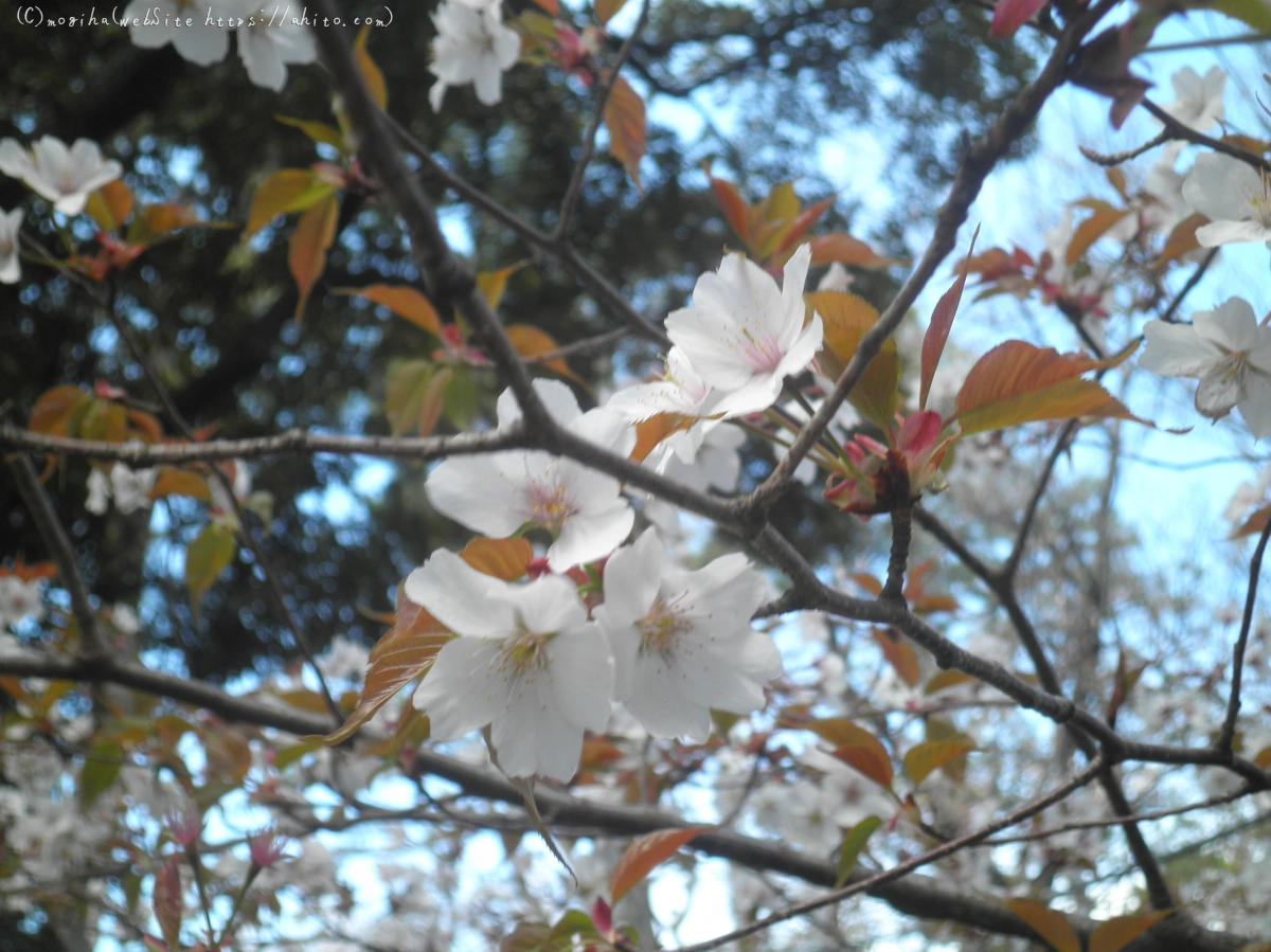 風の強い日の桜 - 01