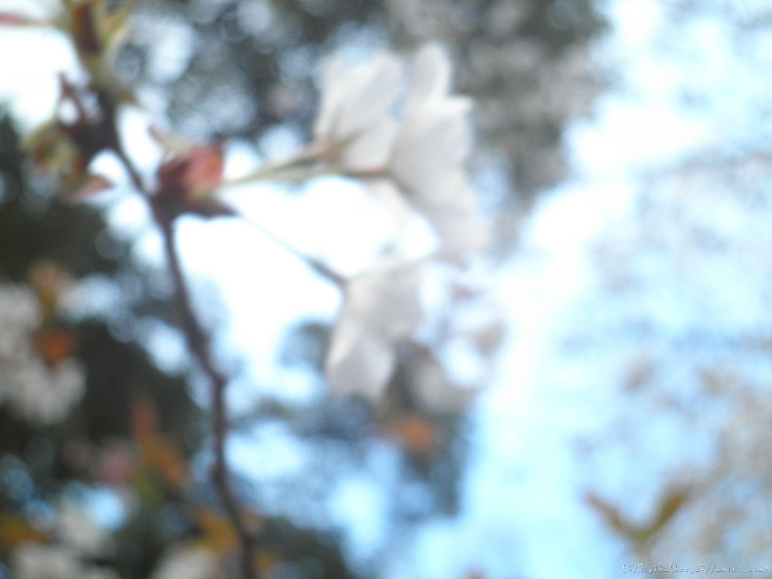 風の強い日の桜 - 02