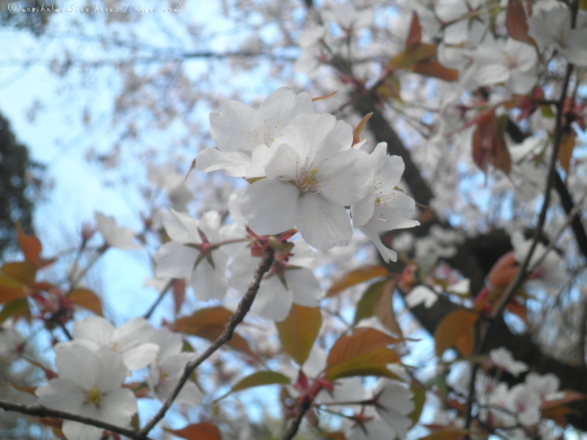 風の強い日の桜 - 02