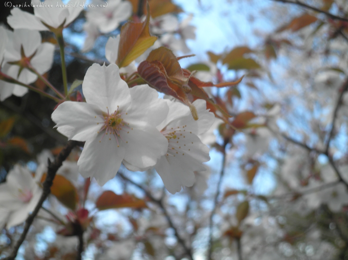 風の強い日の桜 - 03