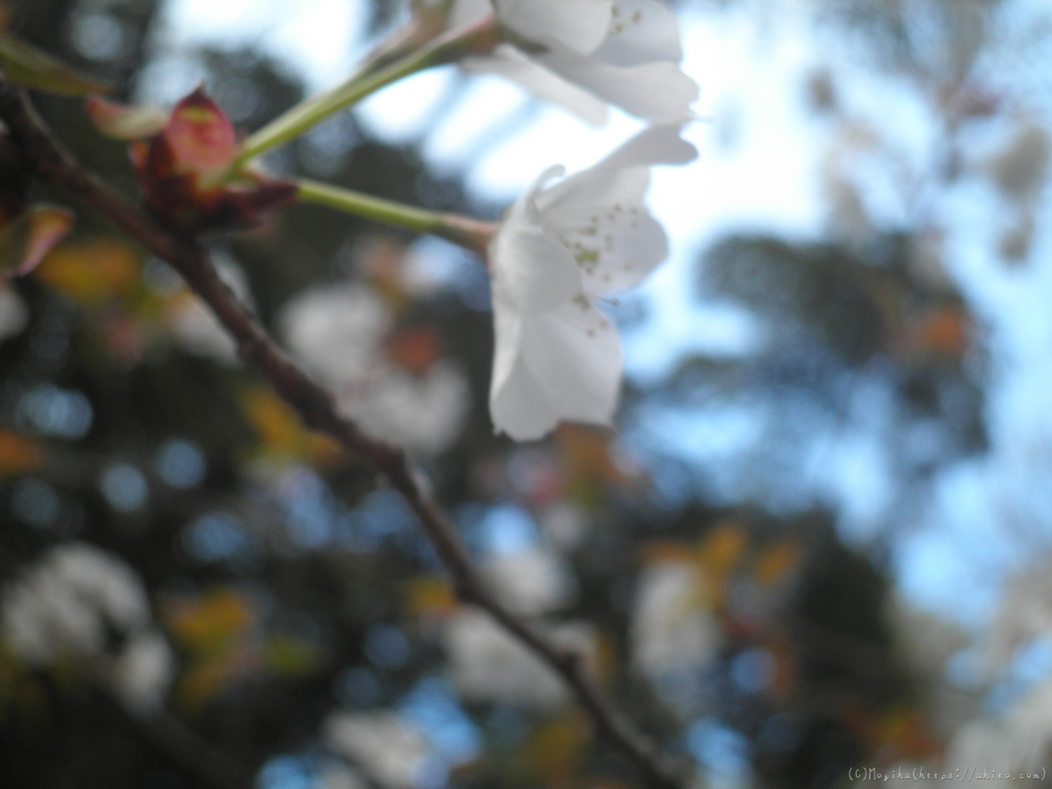 風の強い日の桜 - 04