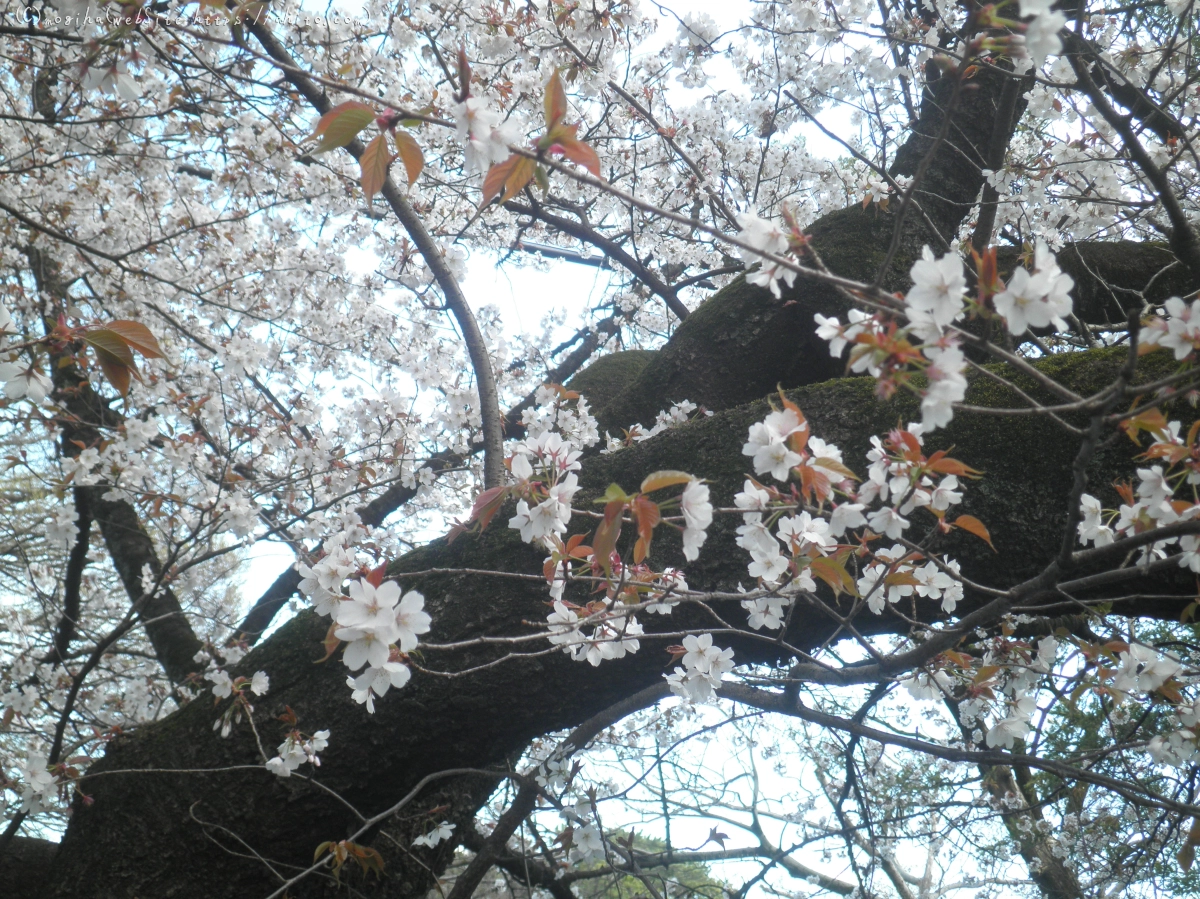 風の強い日の桜 - 04