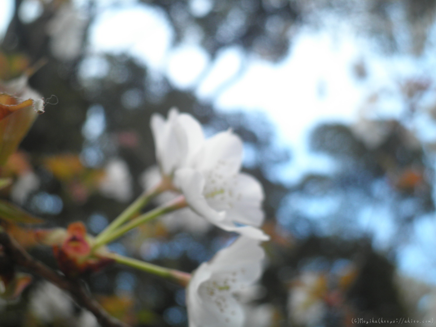風の強い日の桜 - 05