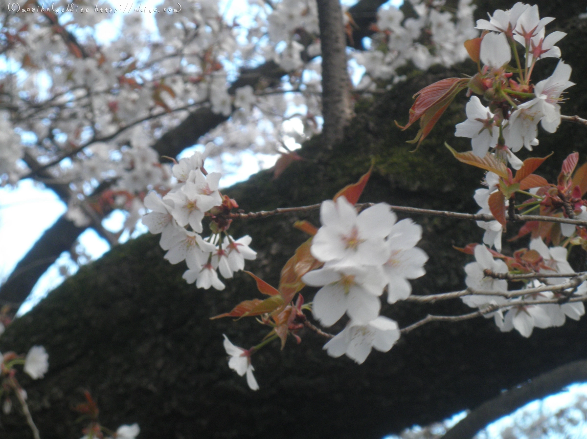 風の強い日の桜 - 05