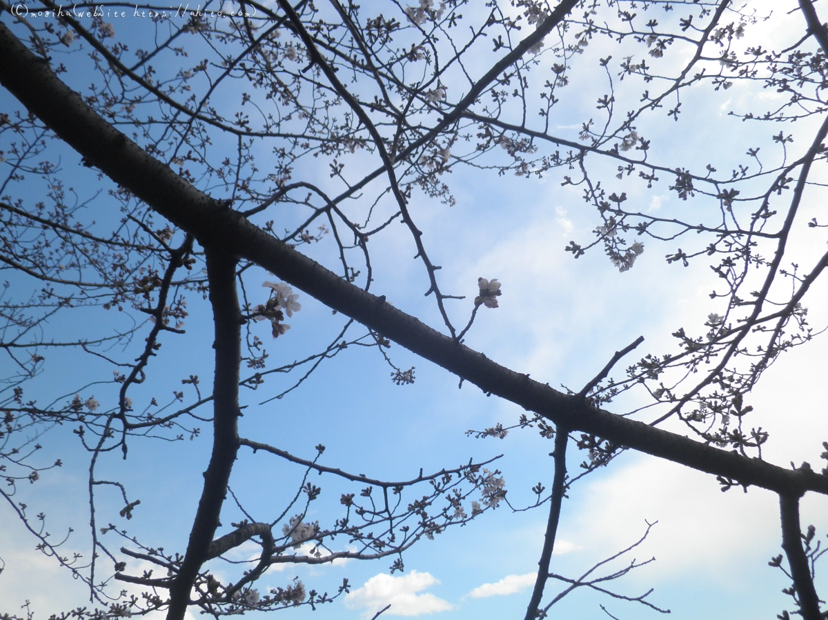 風の強い日の桜 - 07