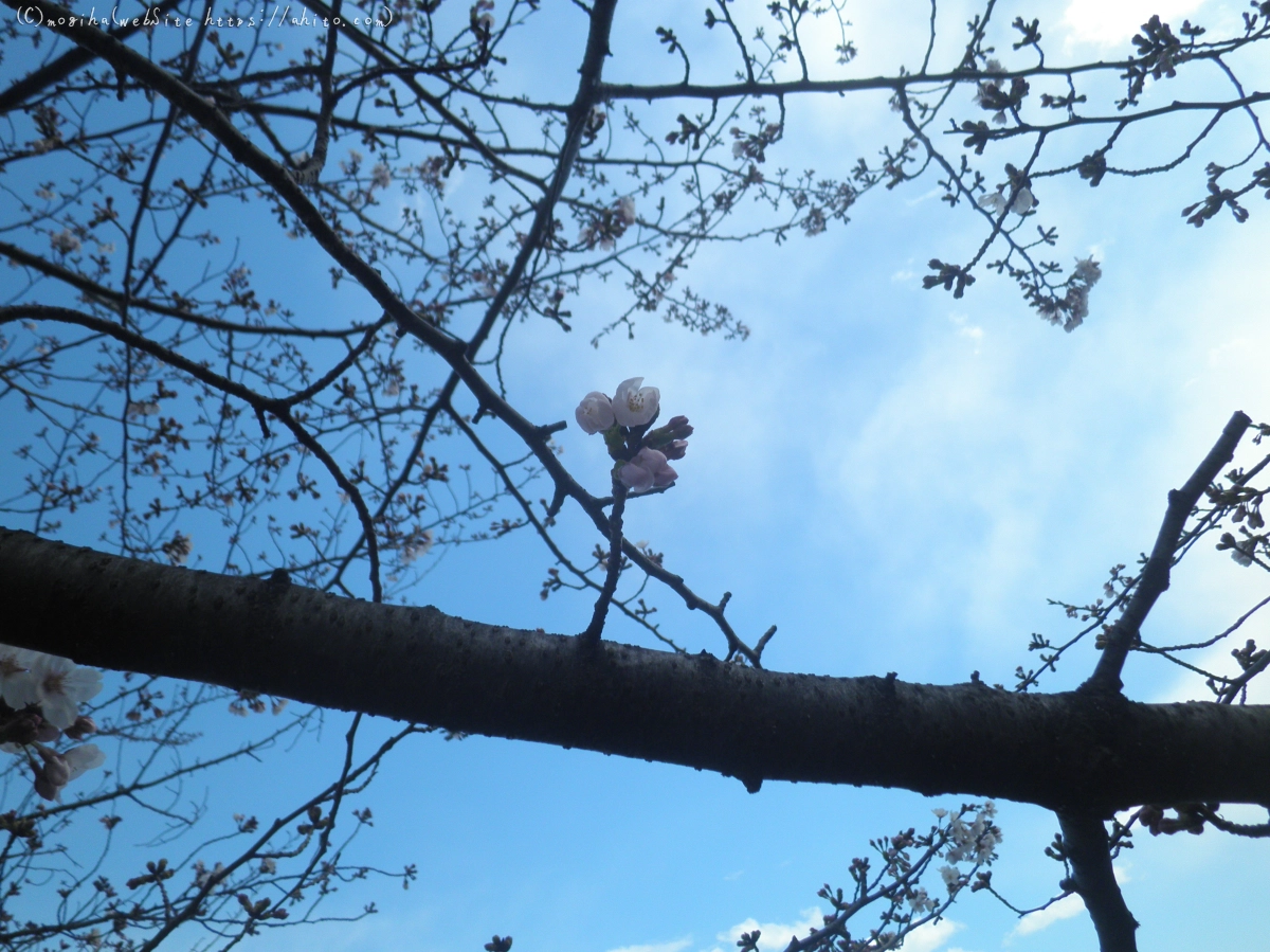 風の強い日の桜 - 08