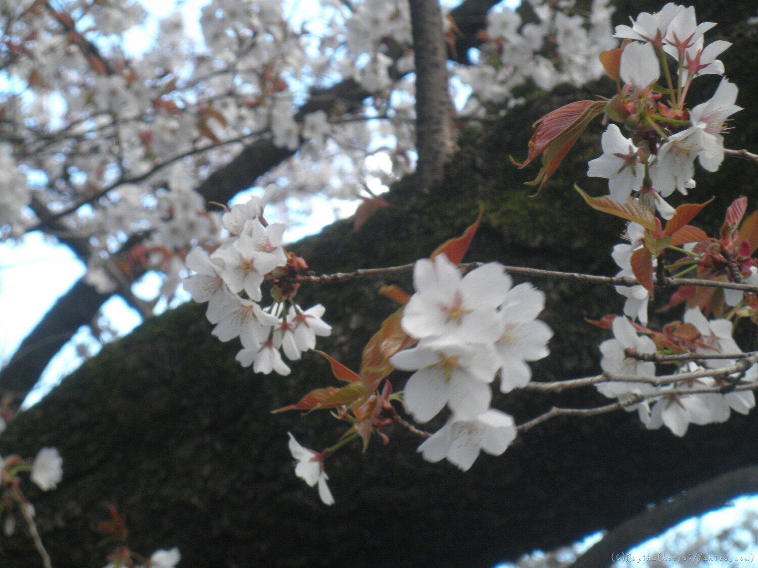 風の強い日の桜 - 09