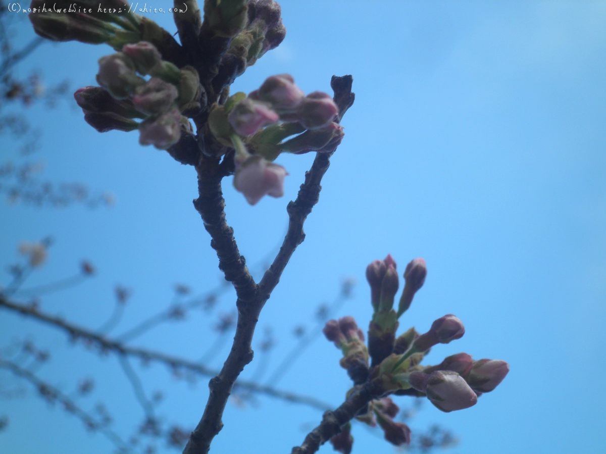 風の強い日の桜 - 09