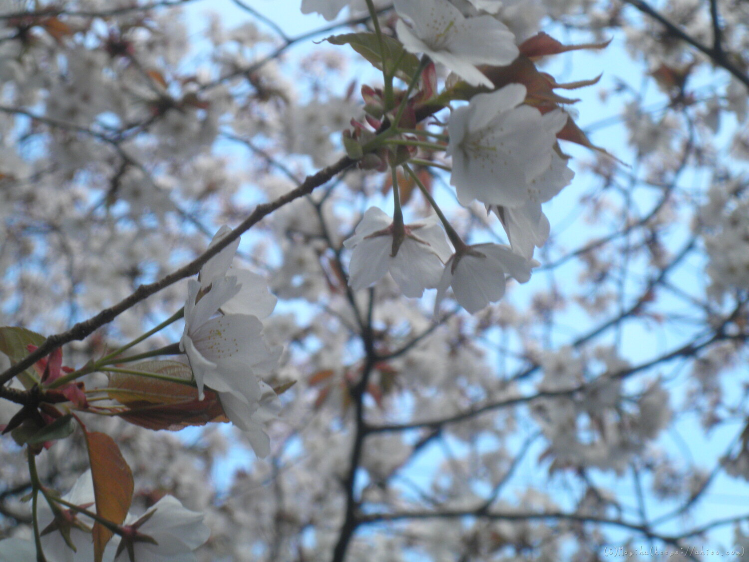 風の強い日の桜 - 10