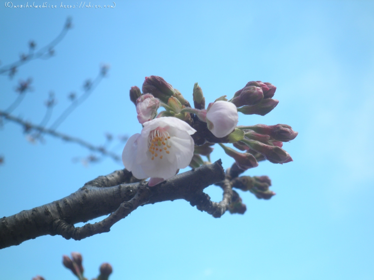 風の強い日の桜 - 10