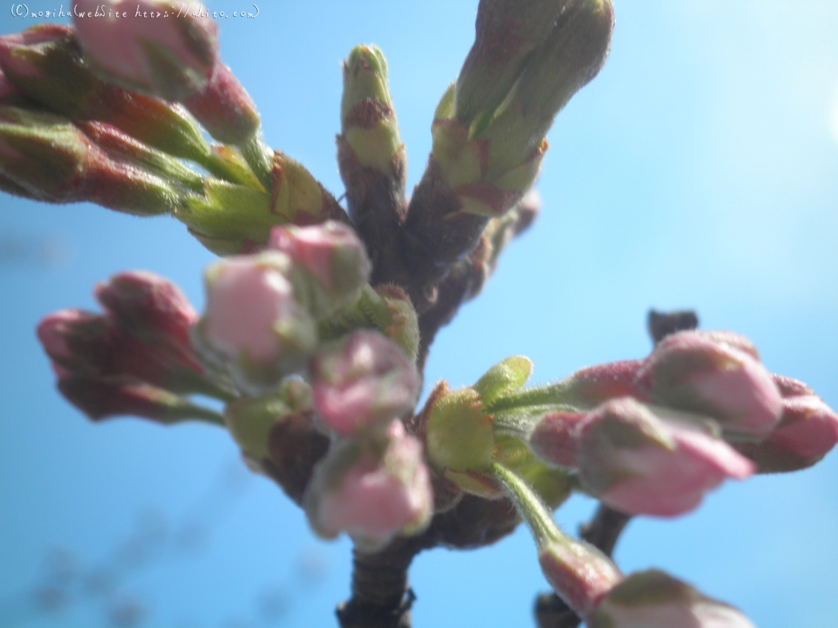 風の強い日の桜 - 11