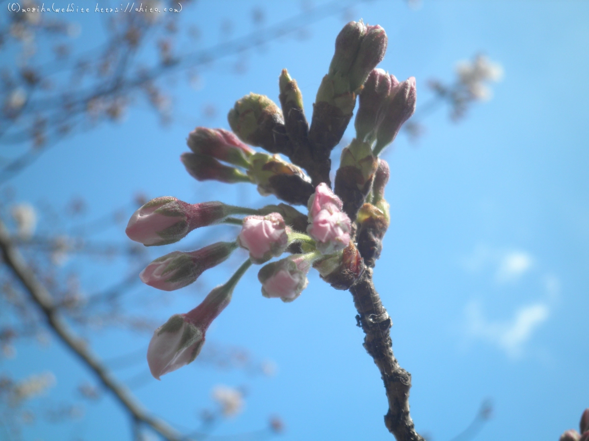 風の強い日の桜 - 12