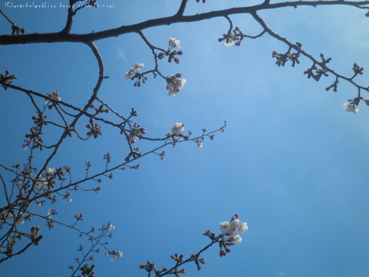 風の強い日の桜 - 13