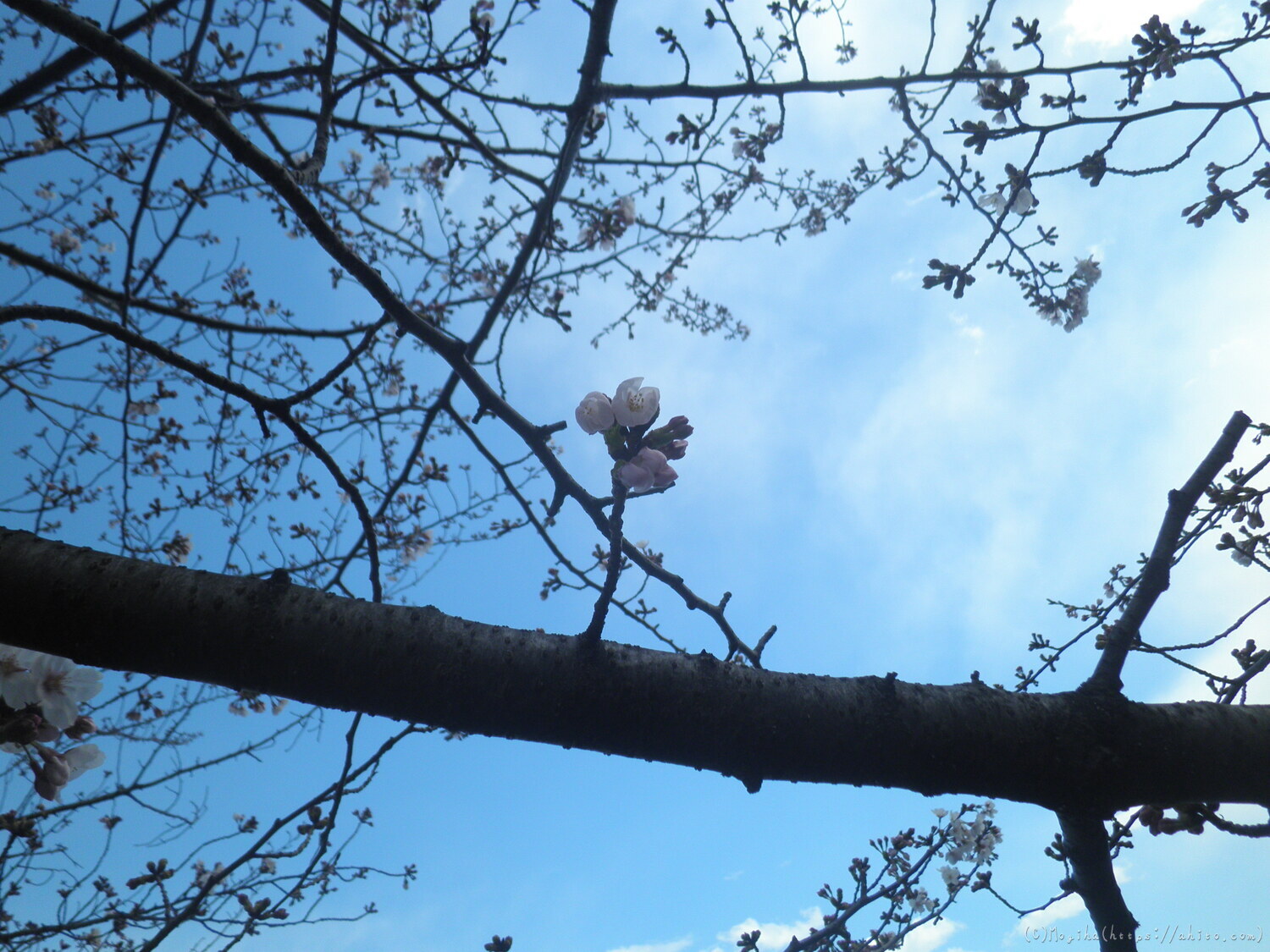 風の強い日の桜 - 14