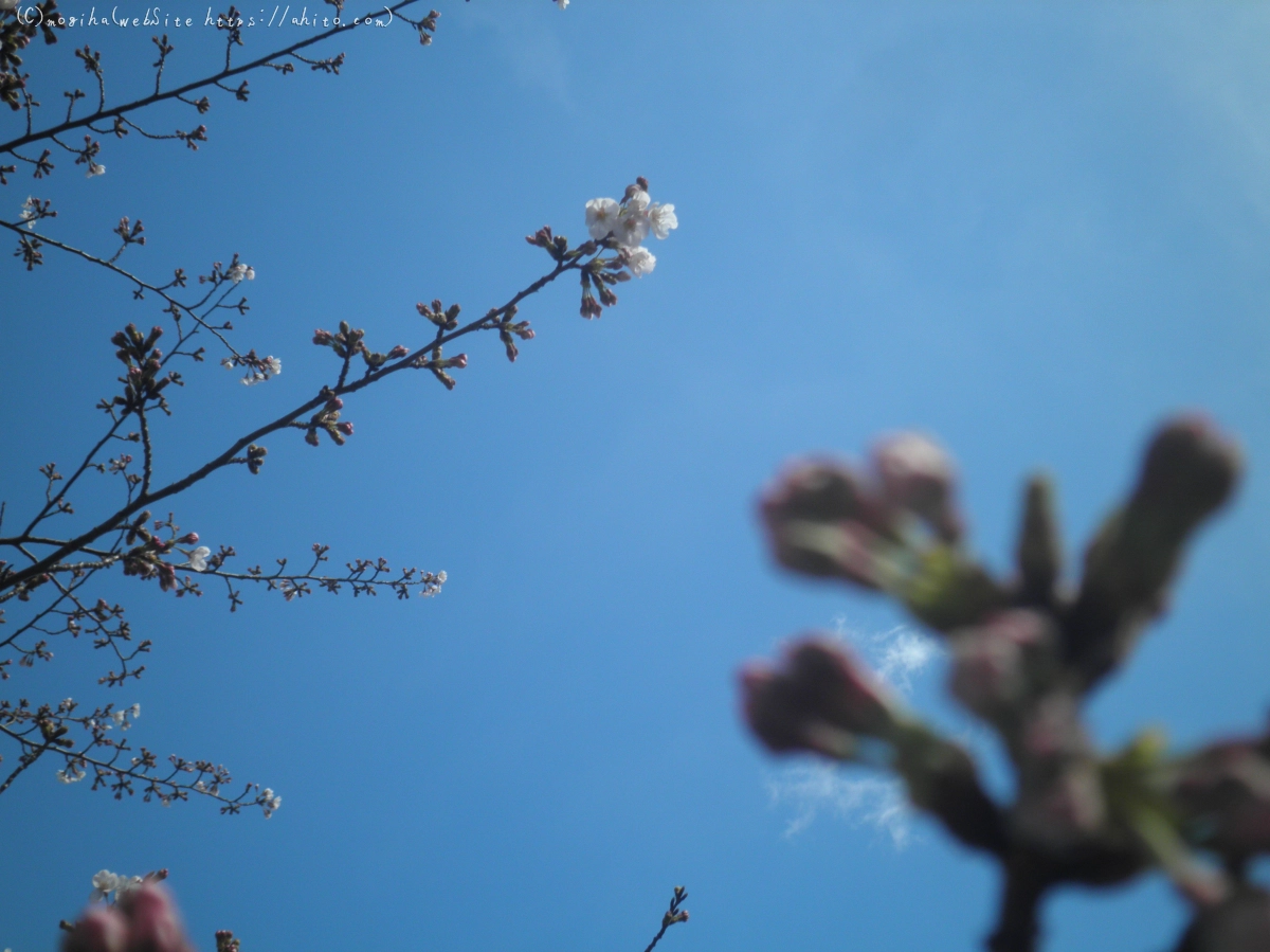 風の強い日の桜 - 14