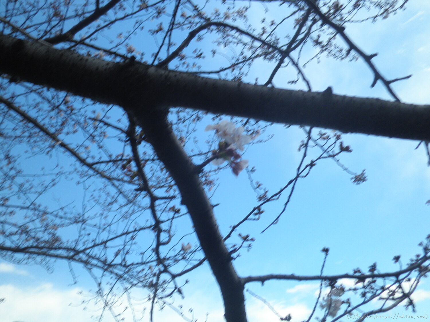 風の強い日の桜 - 15