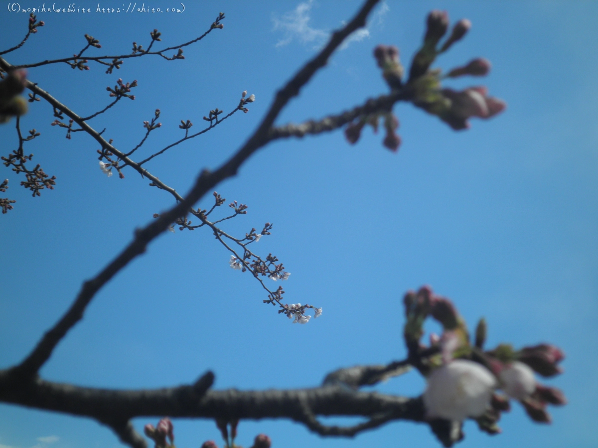 風の強い日の桜 - 15