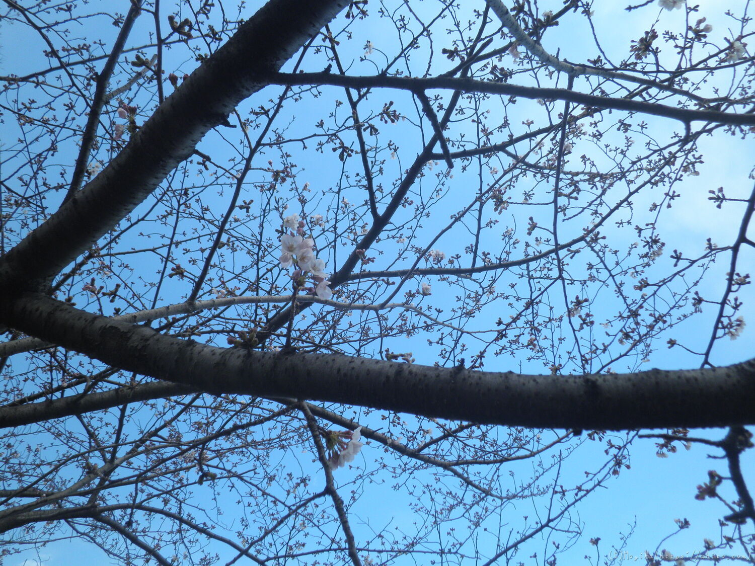 風の強い日の桜 - 16