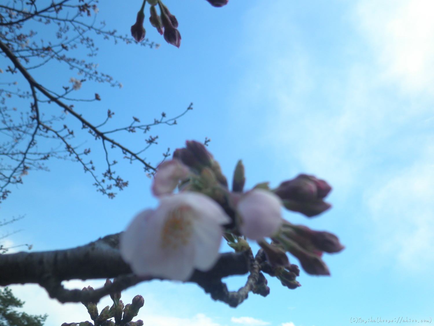 風の強い日の桜 - 17