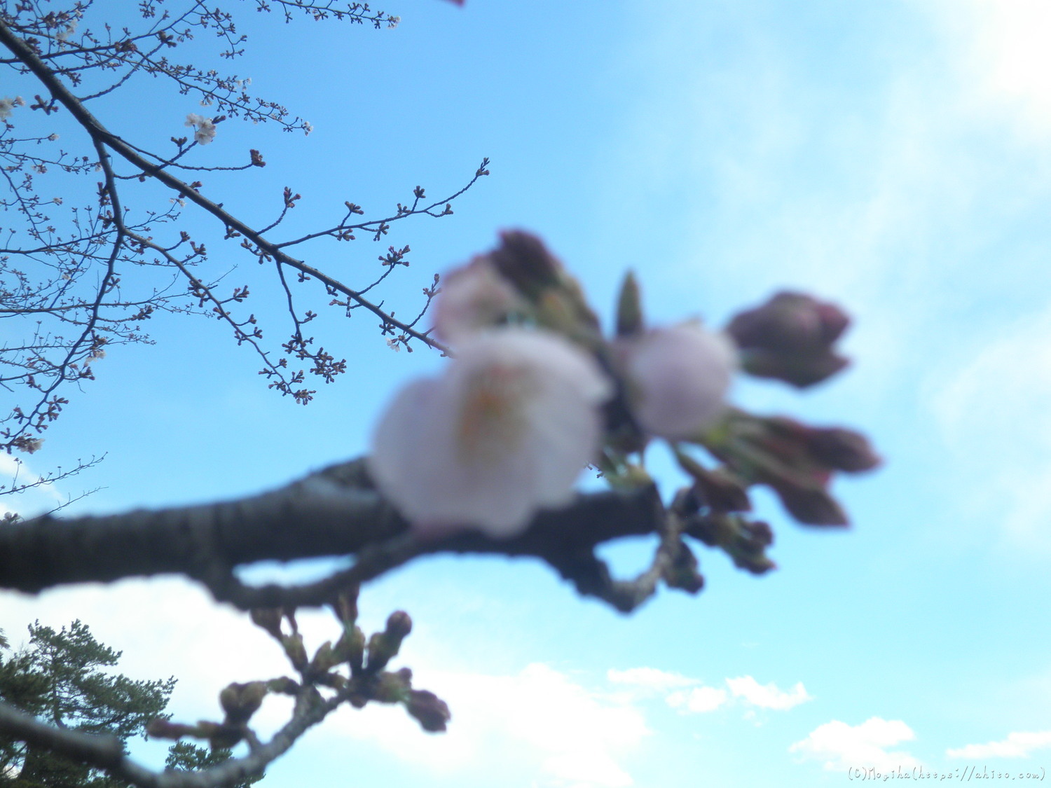 風の強い日の桜 - 18