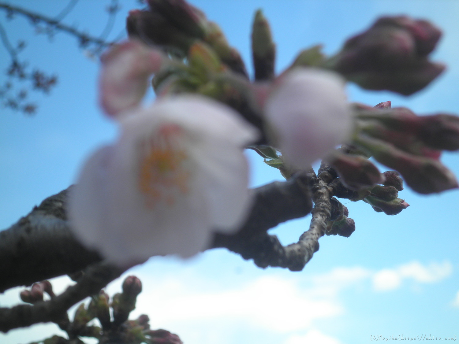 風の強い日の桜 - 19
