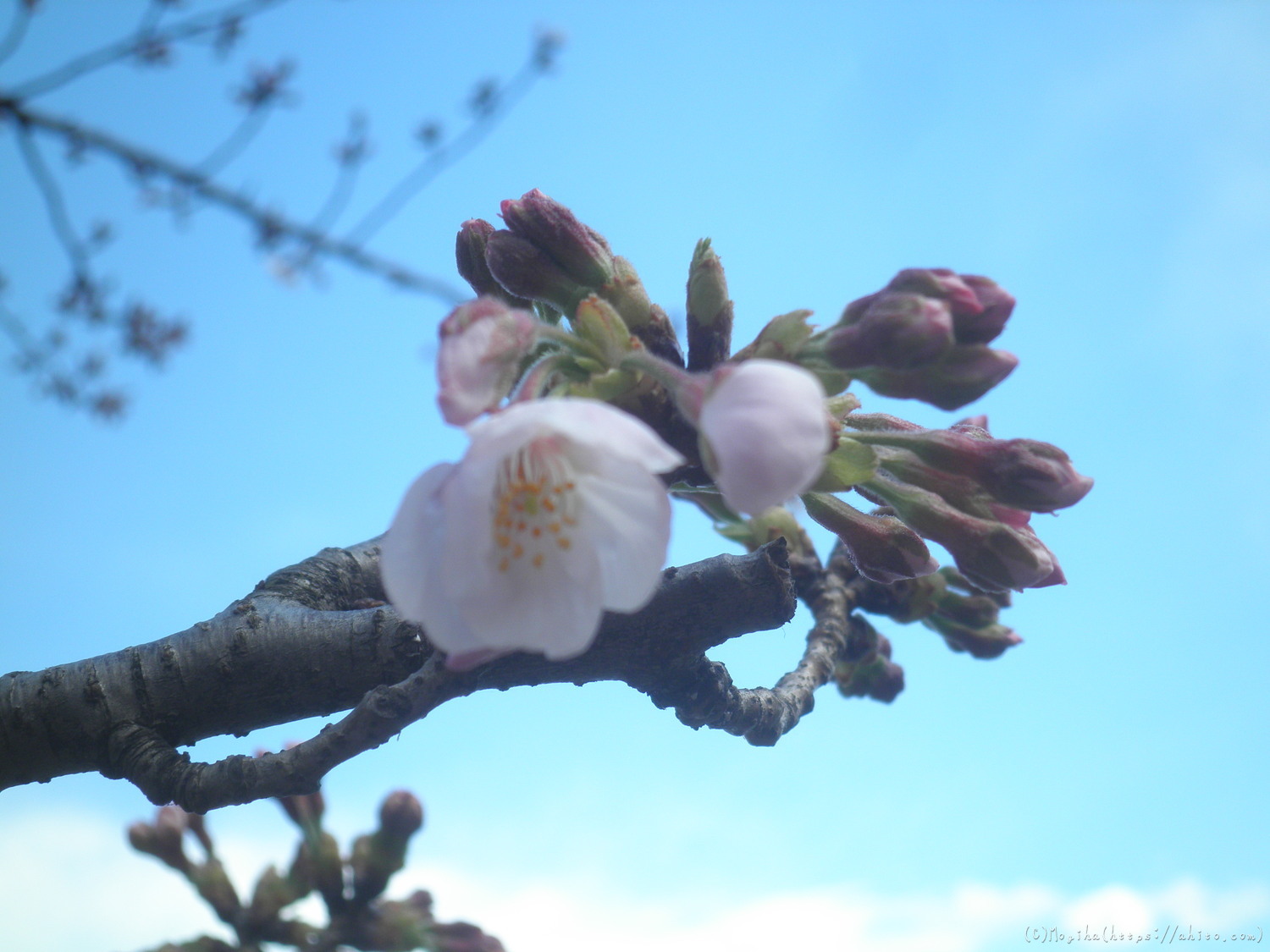 風の強い日の桜 - 20