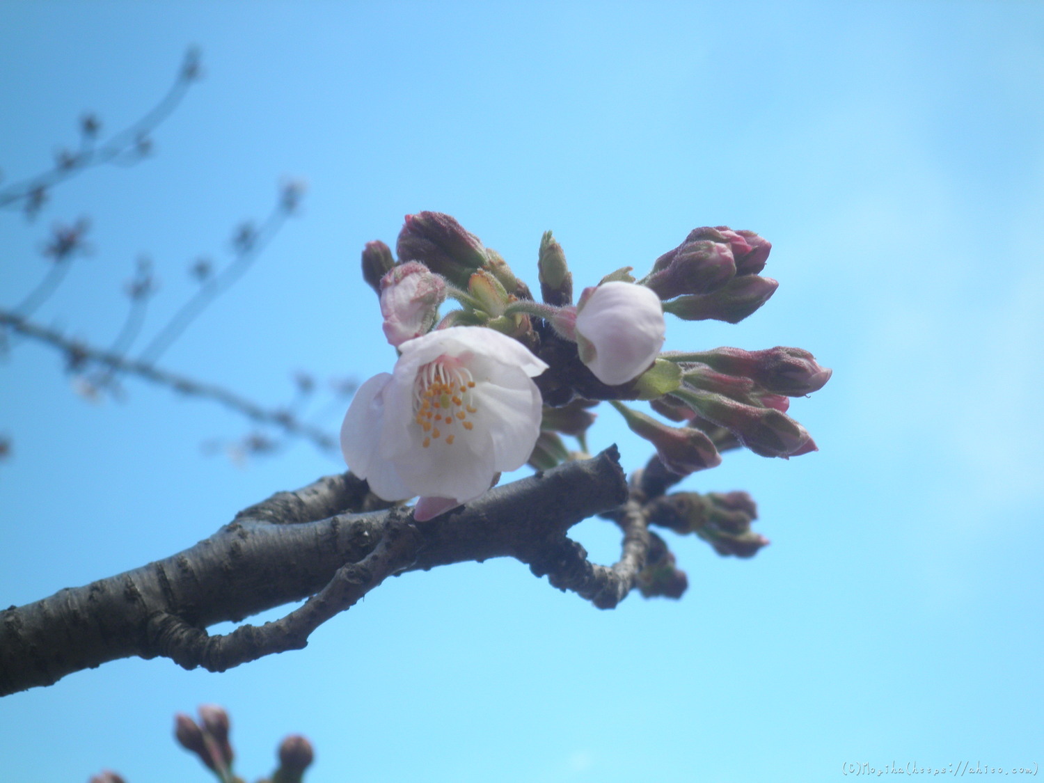 風の強い日の桜 - 22