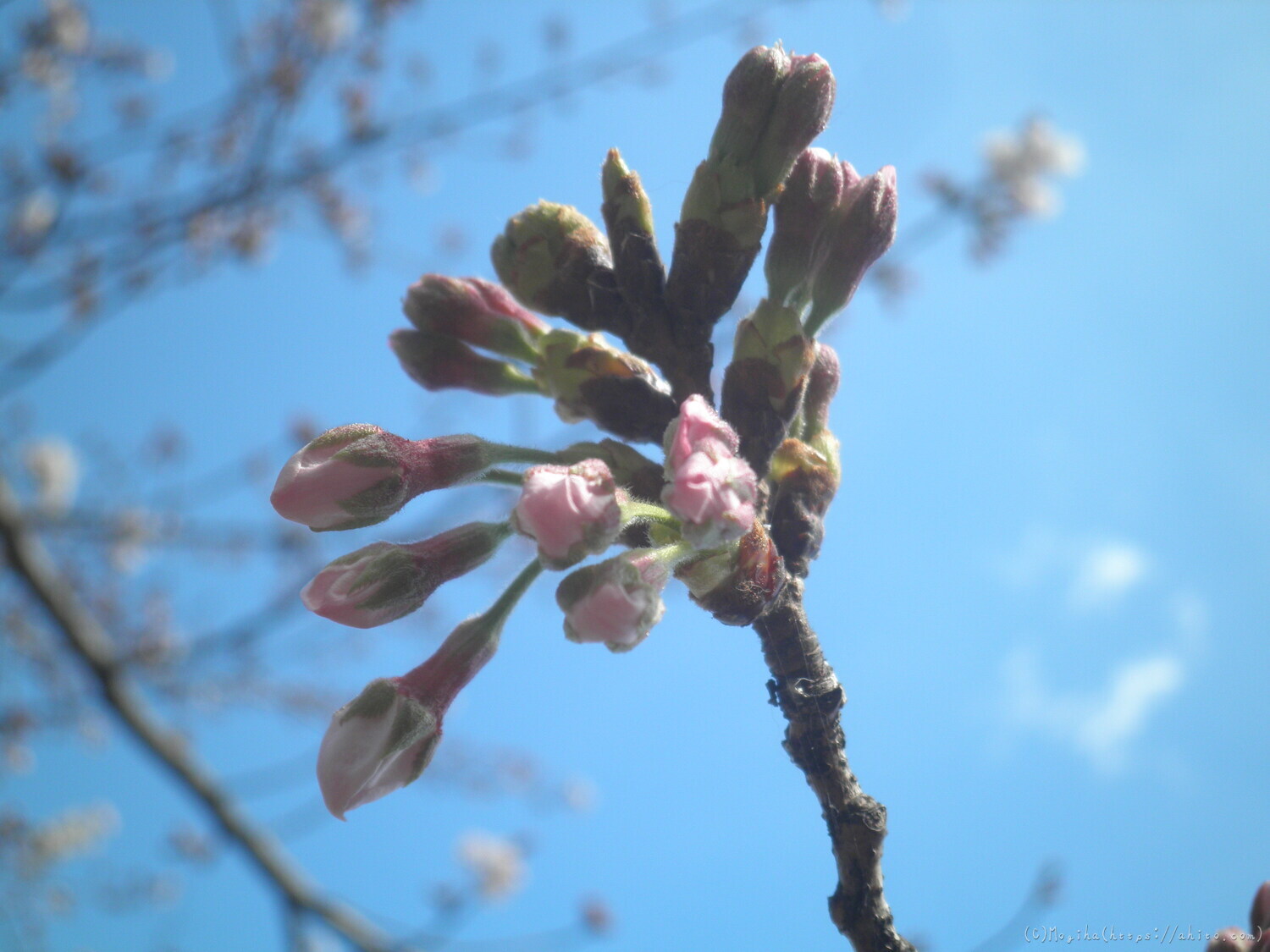 風の強い日の桜 - 26