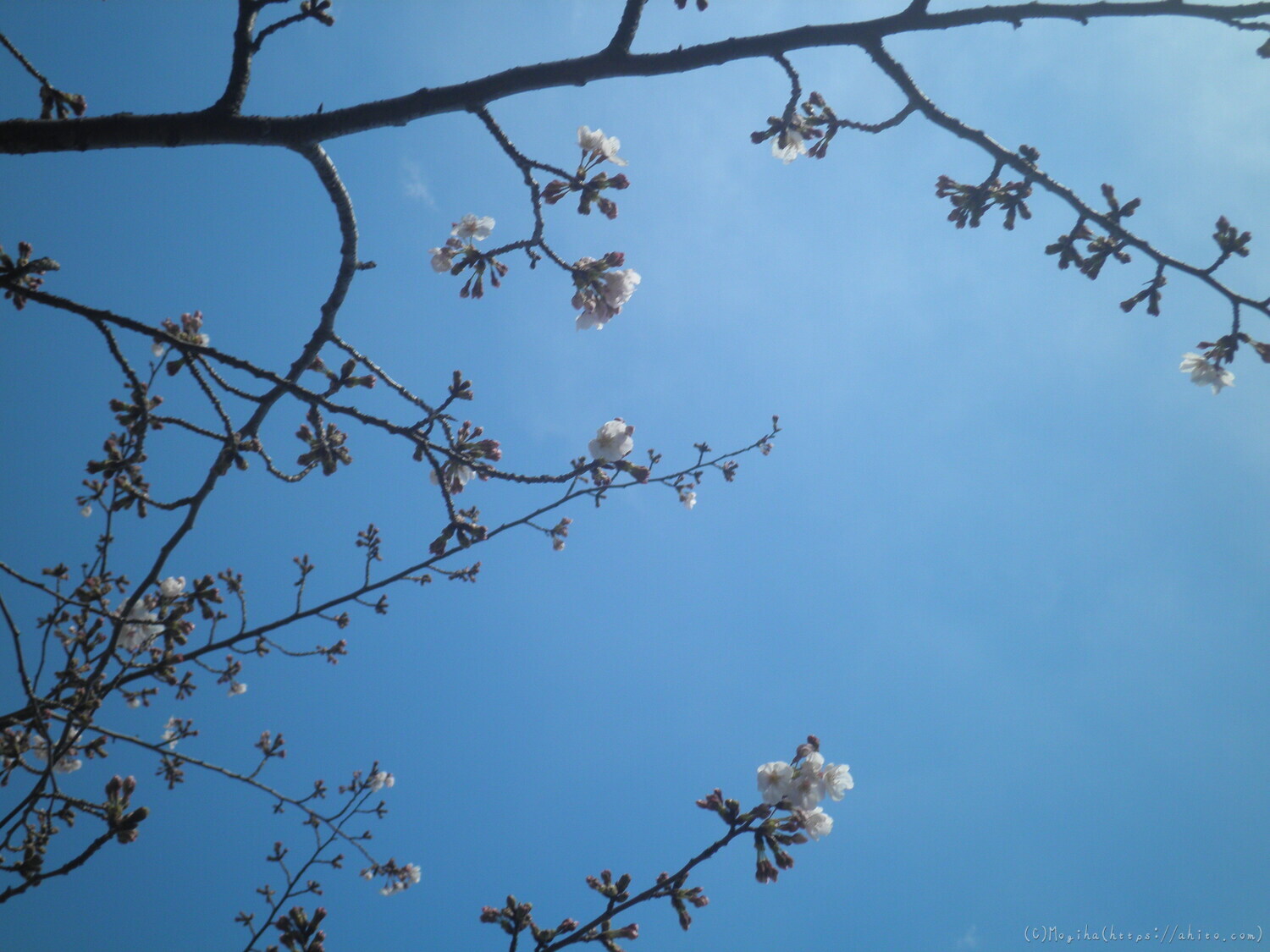 風の強い日の桜 - 27