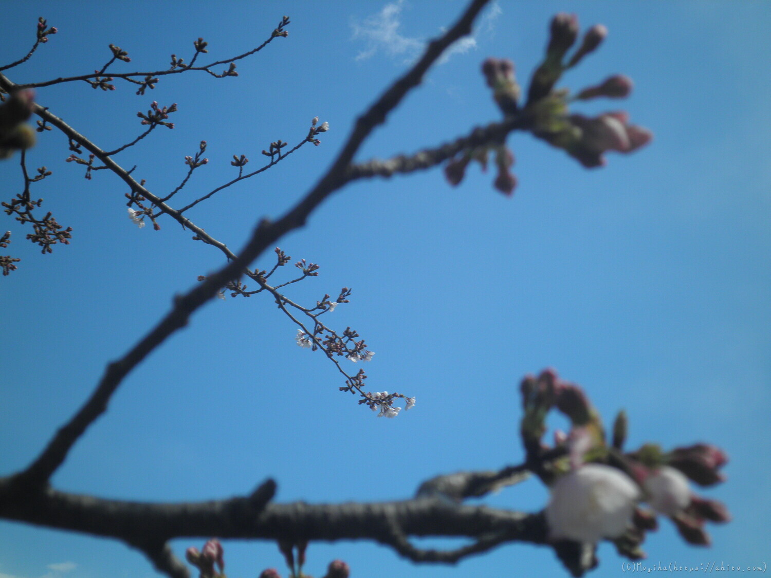 風の強い日の桜 - 29
