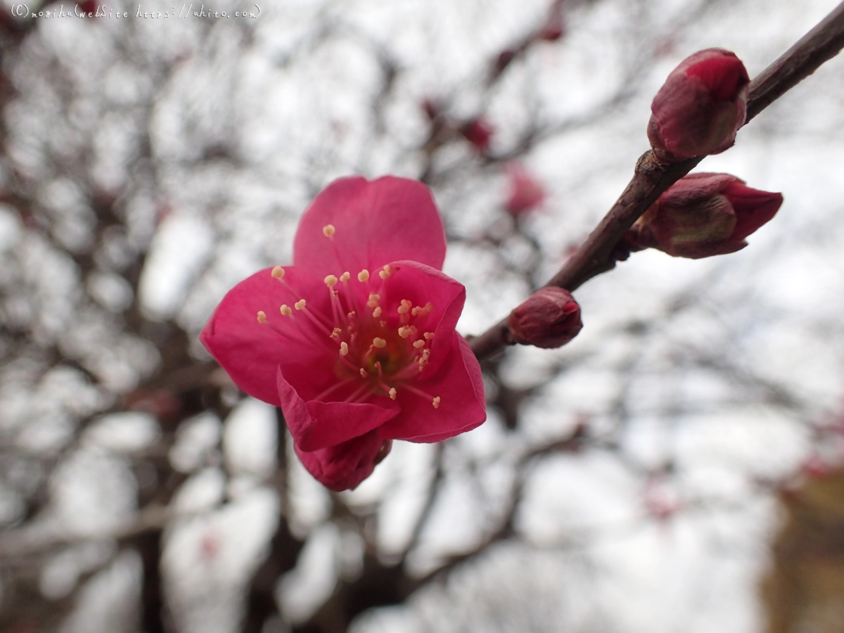 梅の花 - 02