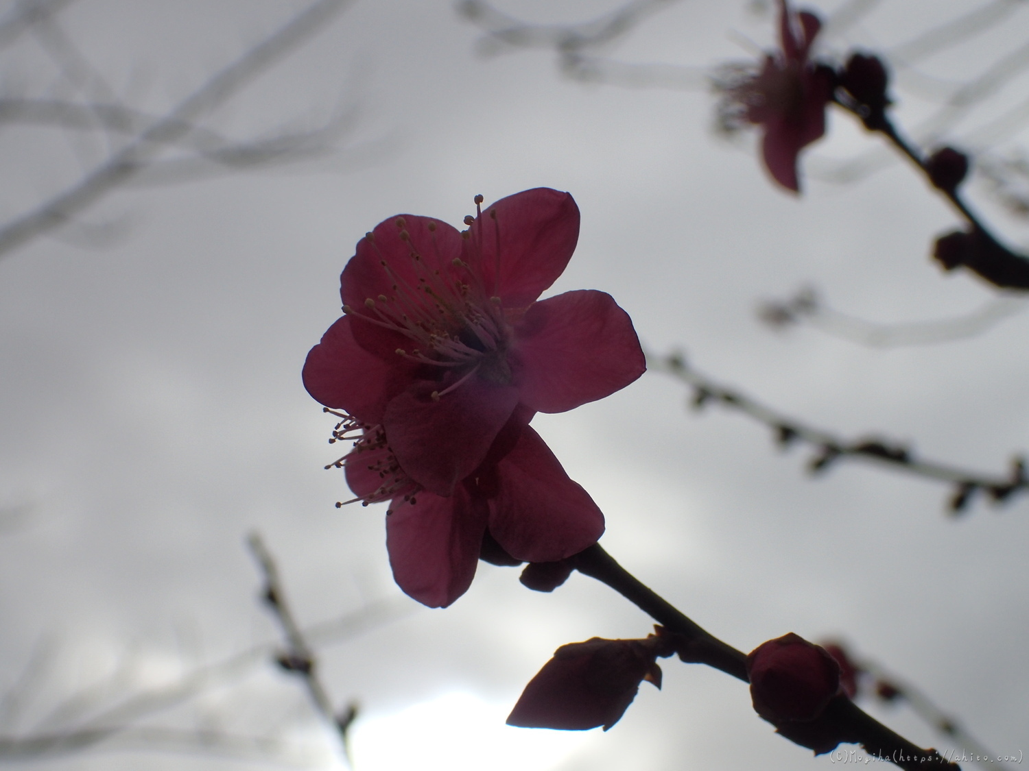 梅の花 - 10