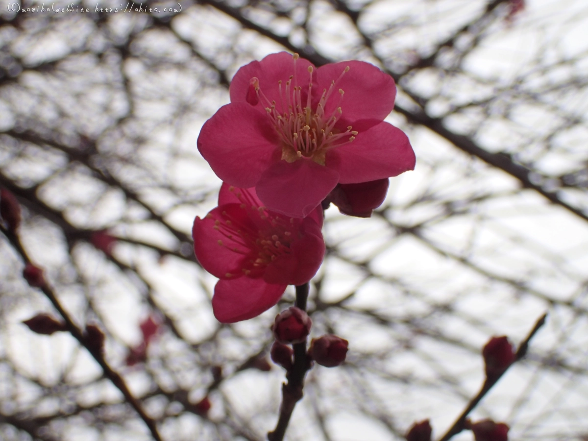 梅の花 - 12