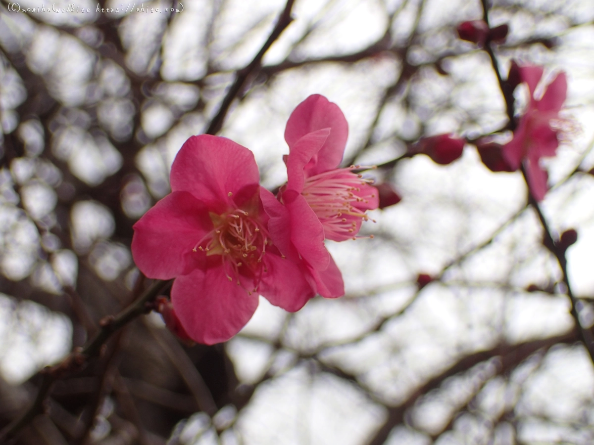 梅の花 - 14