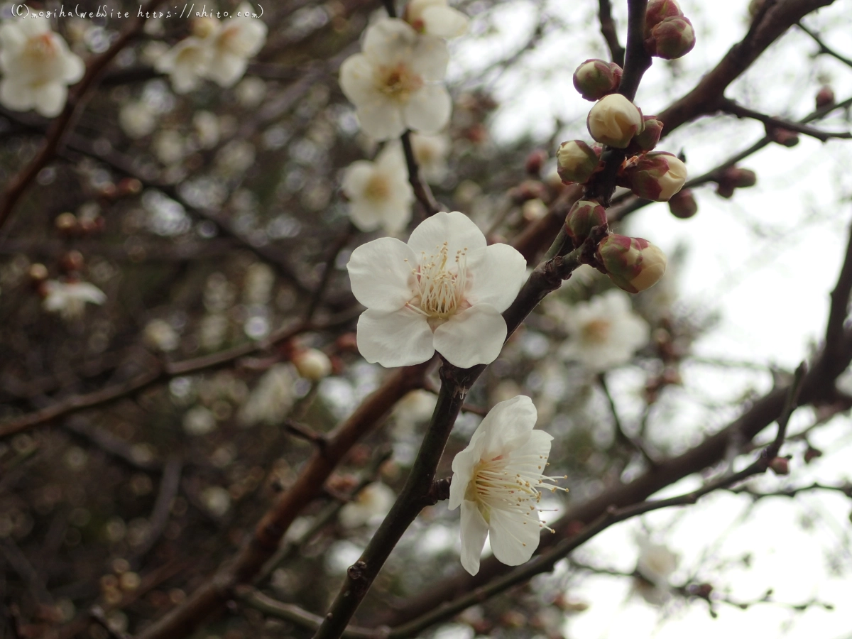 梅の花 - 18