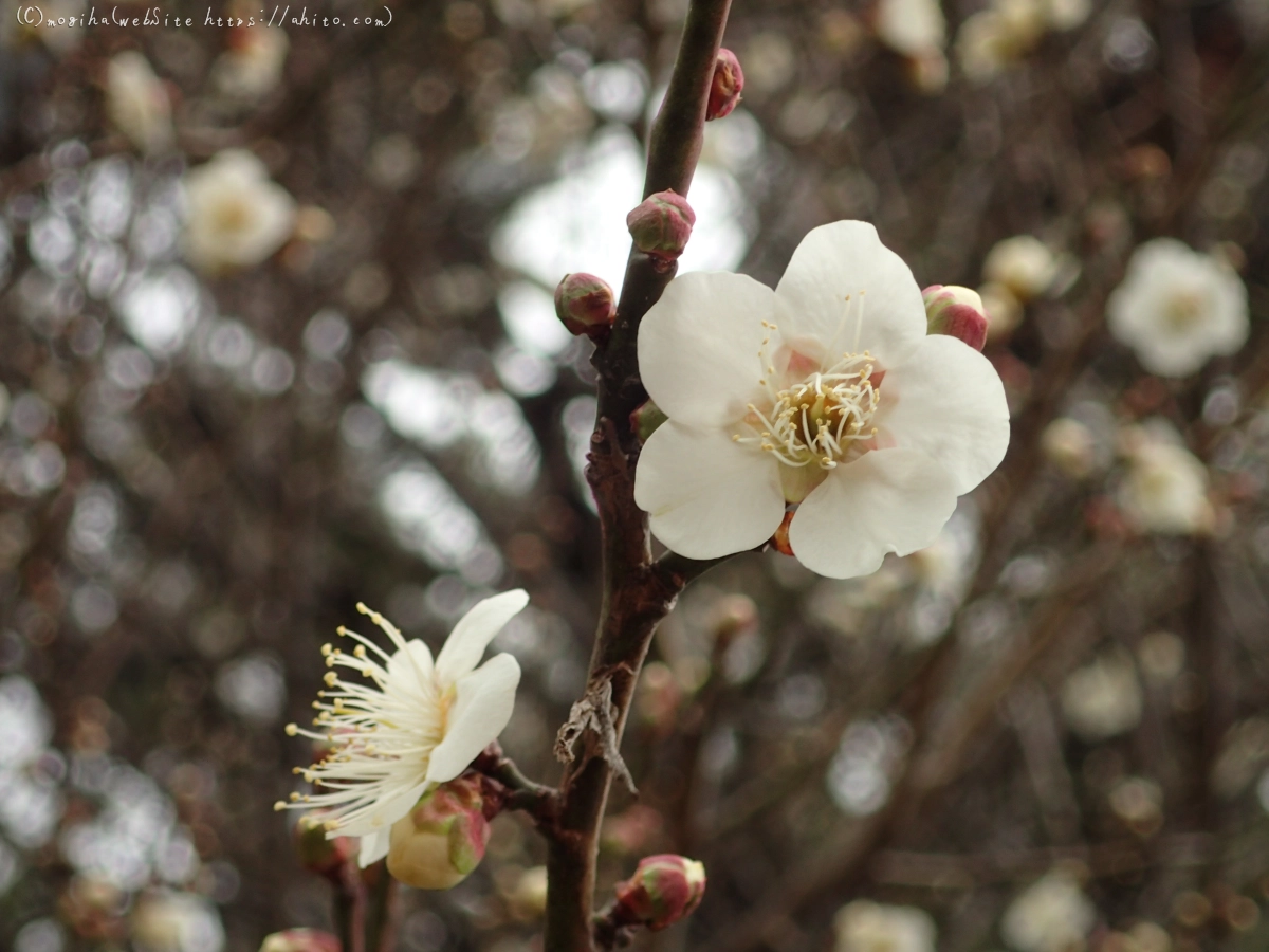 梅の花 - 23