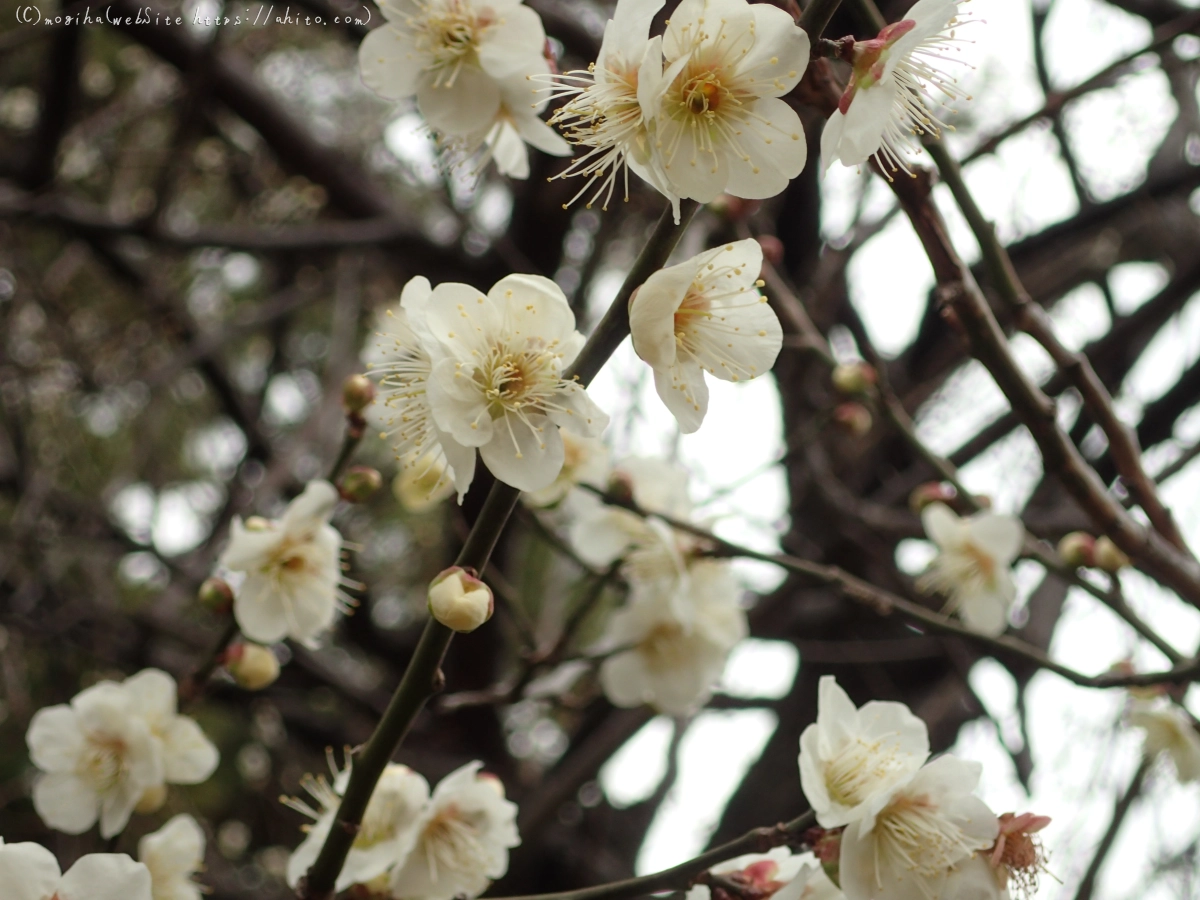 梅の花 - 27