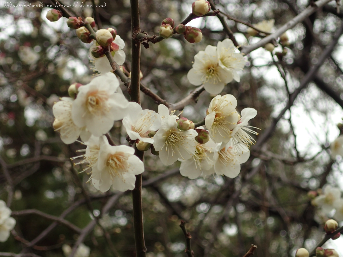 梅の花 - 28