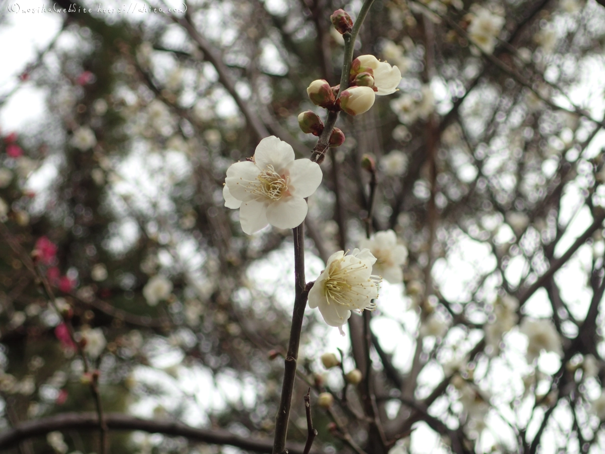 梅の花 - 29