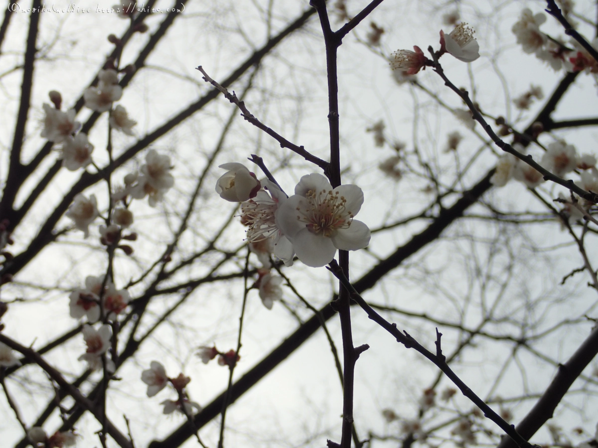 梅の花 - 31