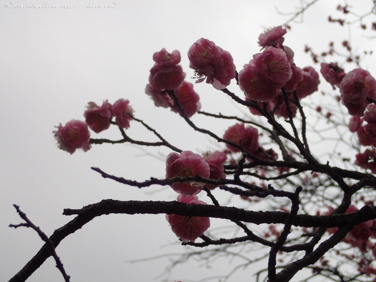 梅の花 - 38