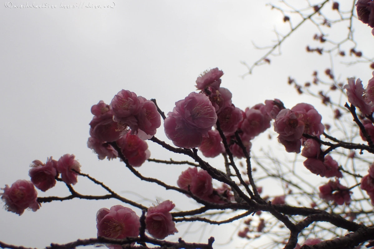 梅の花 - 40