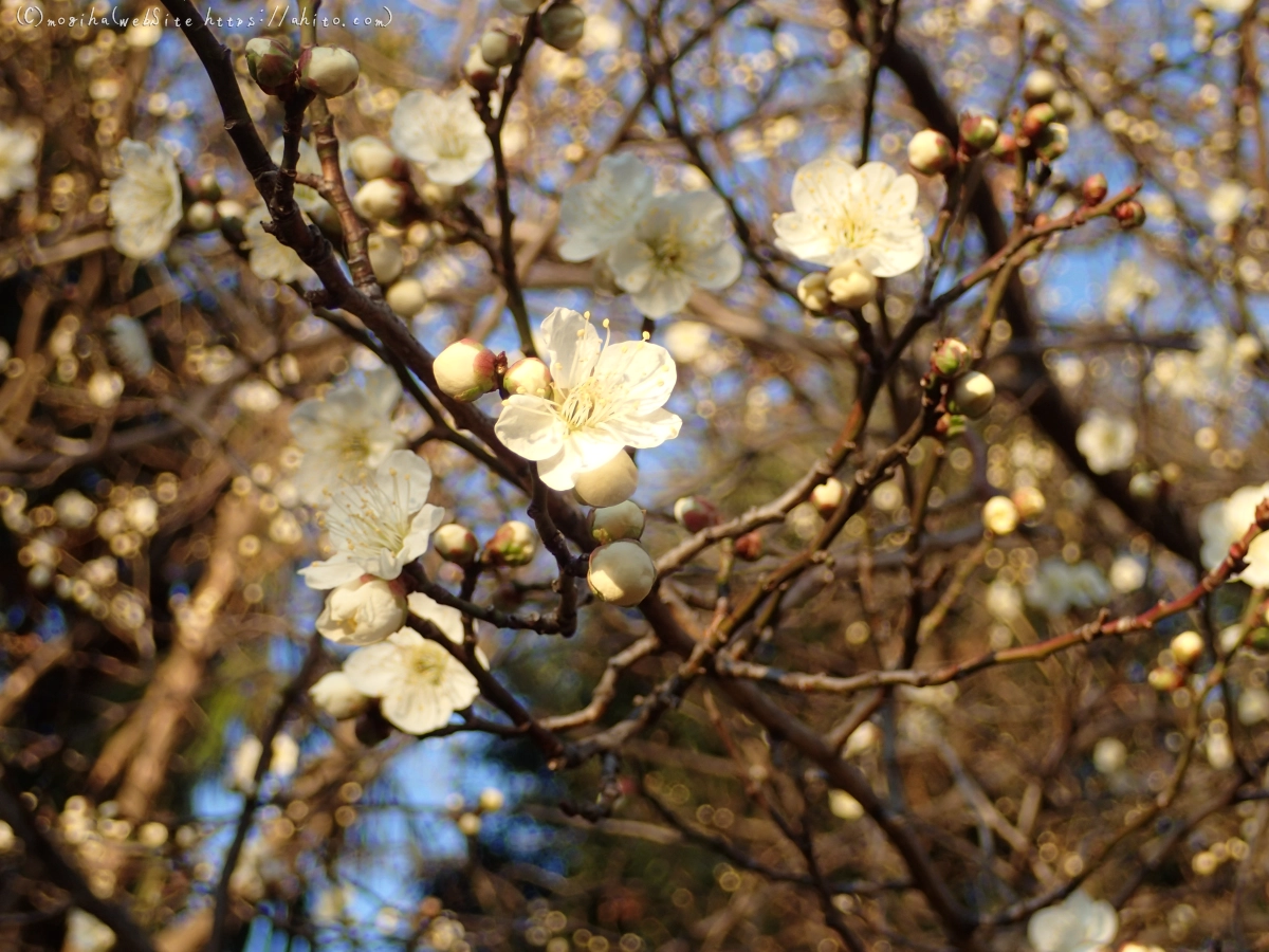 朝の光と梅の花 - 01