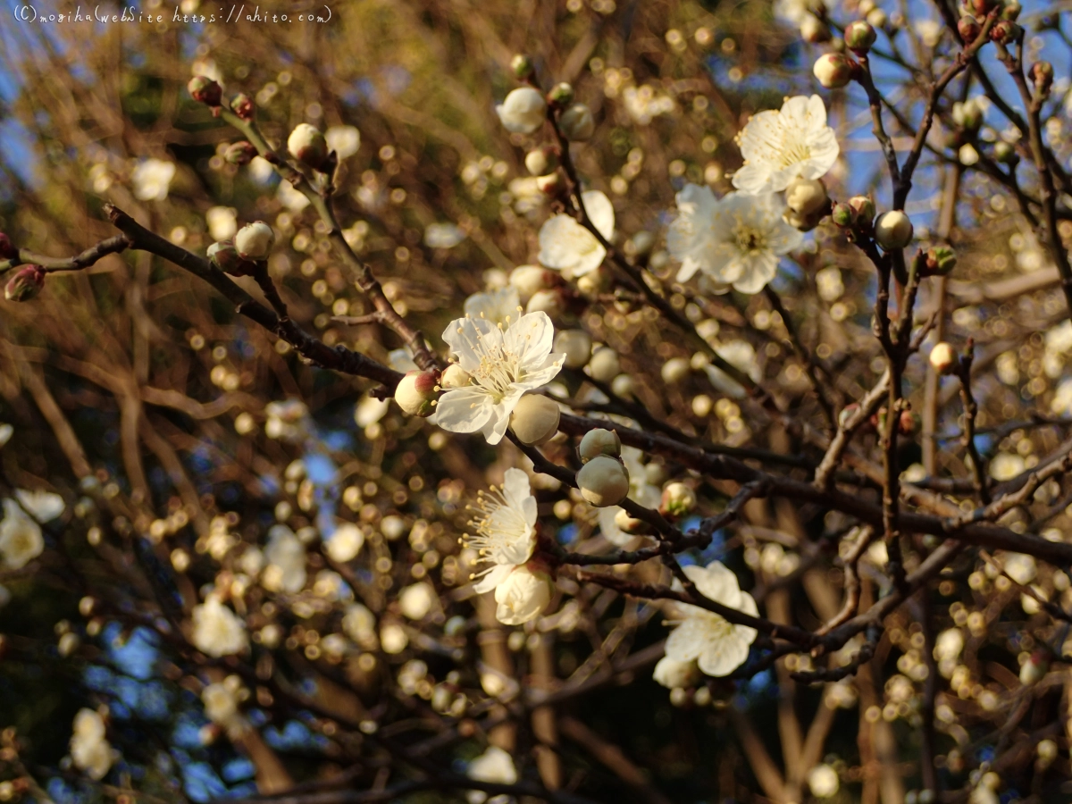 朝の光と梅の花 - 03