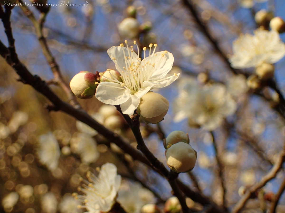 朝の光と梅の花 - 04