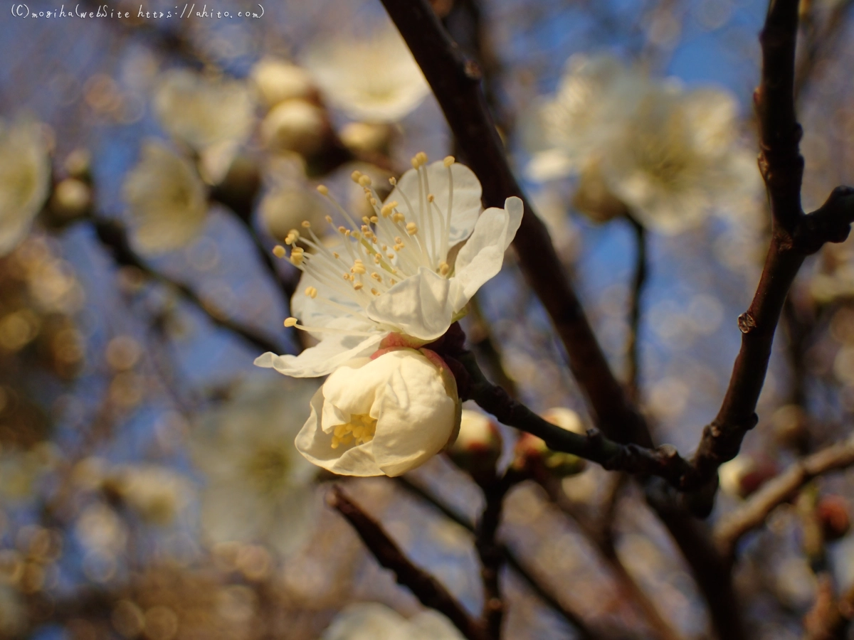 朝の光と梅の花 - 05