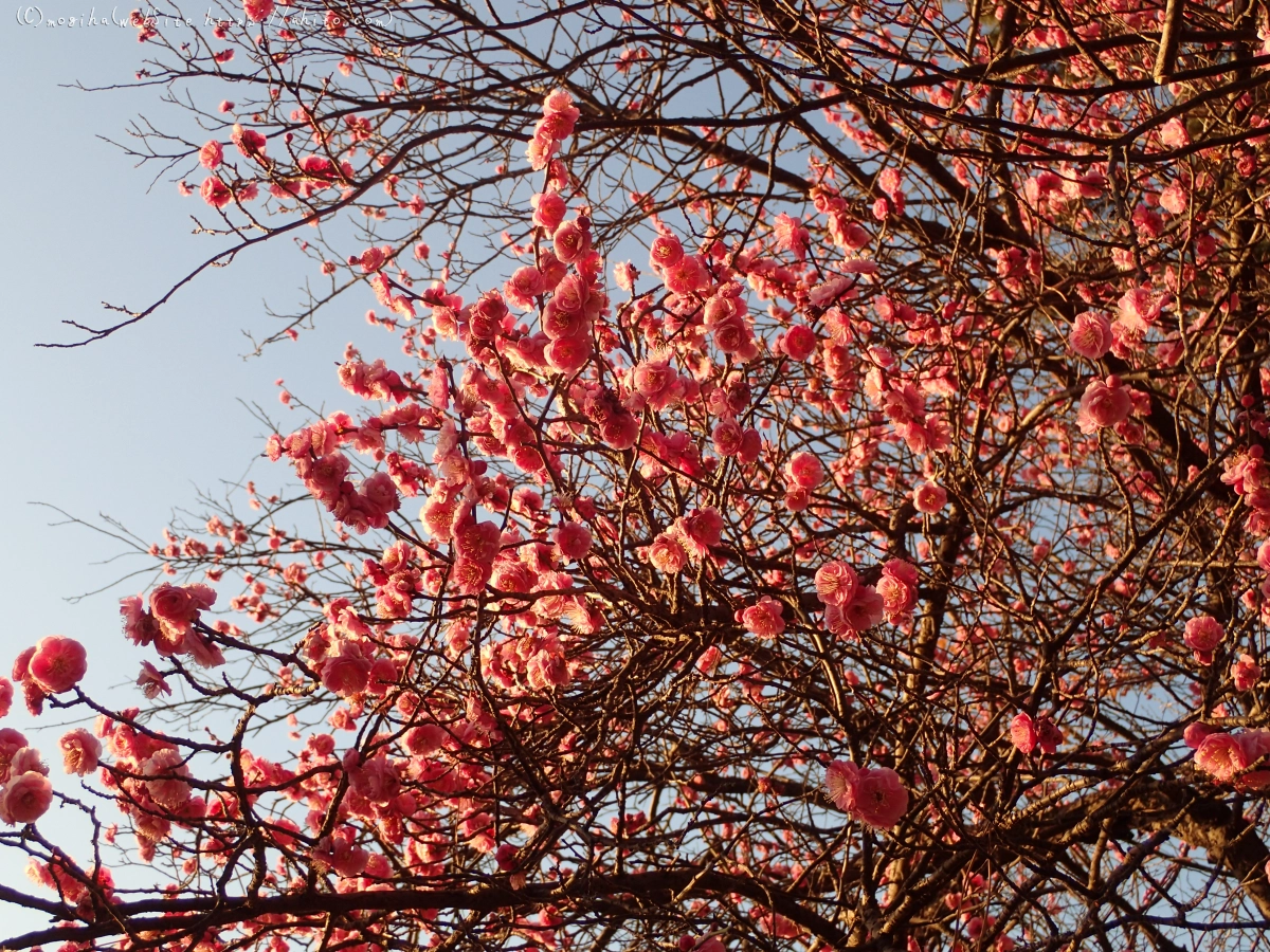 朝の光と梅の花 - 06