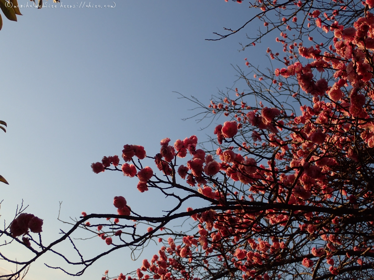 朝の光と梅の花 - 07